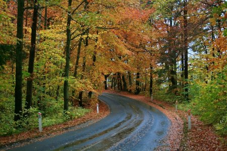 * road to autumn *