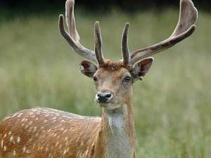 * expects interest *