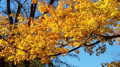 yellow-leaves